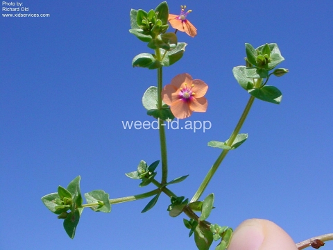 pimpernel, scarlet